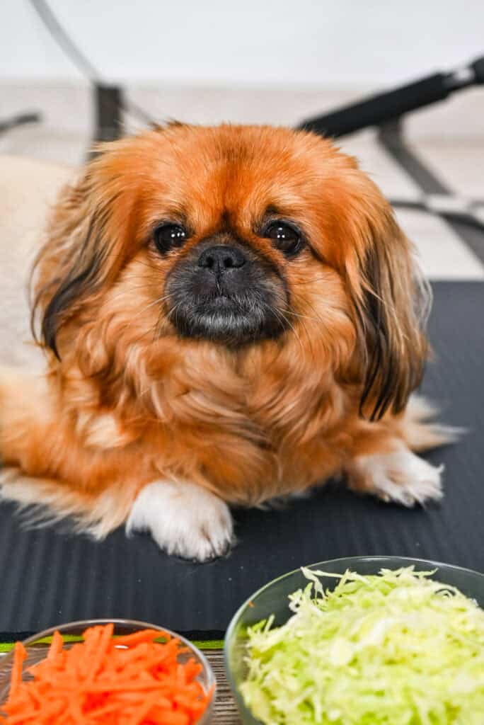Emma the dog sitting beside veggie bowls