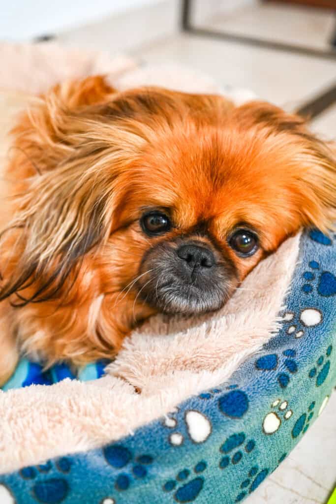 Emma resting in her cozy dog bed