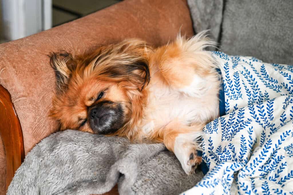 Emma resting on a couch wrapped in blankets