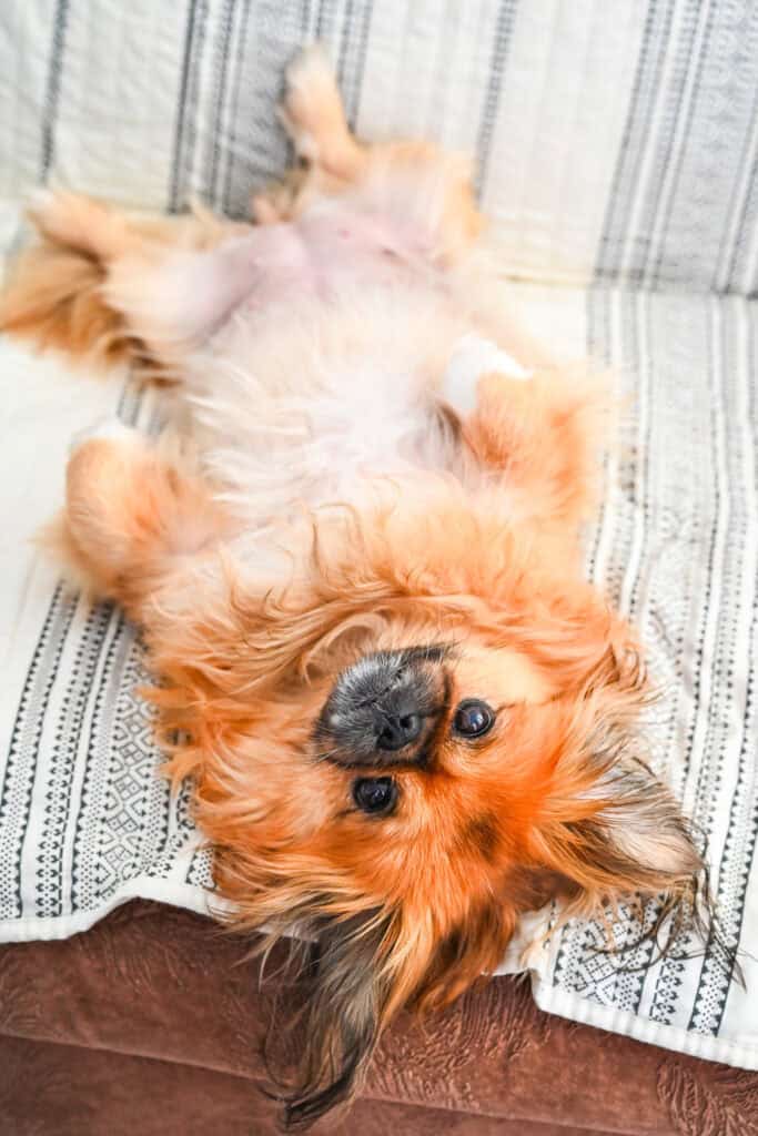 Emma sleeping on her back on a couch