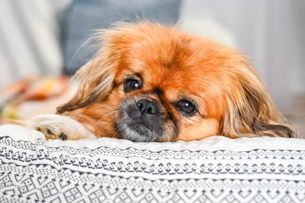 Emma resting quietly on a cozy couch