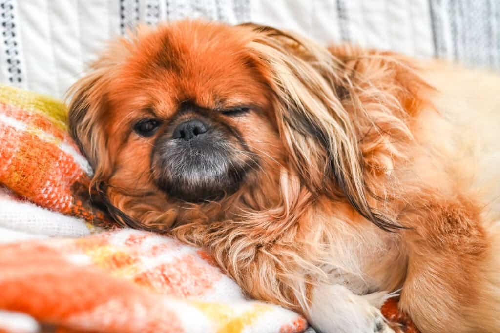 Emma sleeping on a cozy blanket with one eye slightly open