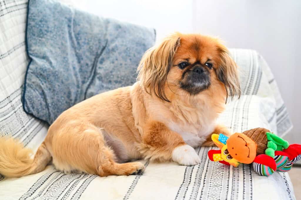 Emma sitting on a couch after a fresh haircut with her toy beside her