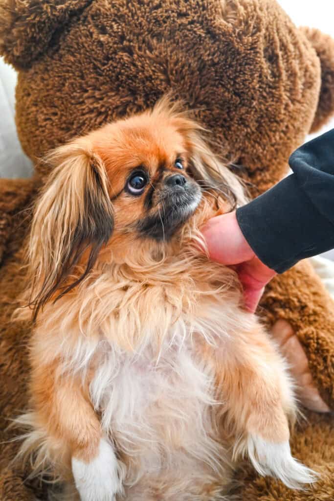 Emma sitting next to a teddy bear and looking up with big expressive eyes