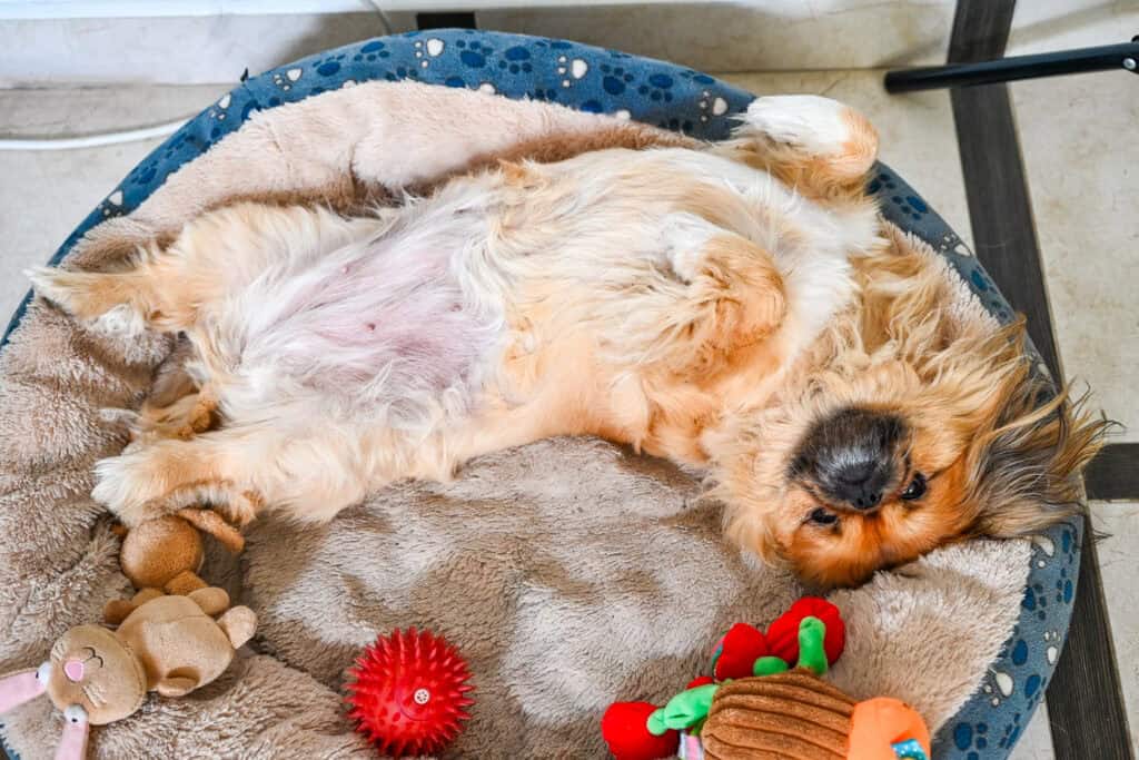 Emma lying relaxed in her dog bed surrounded by her toys