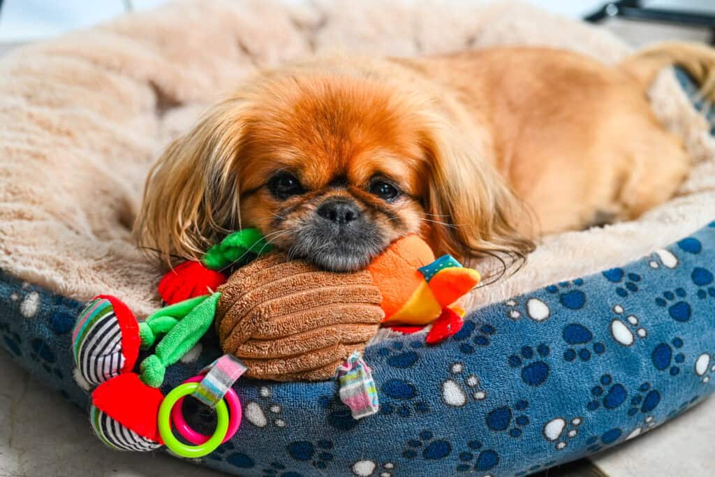 Emma resting in her bed holding a colorful toy