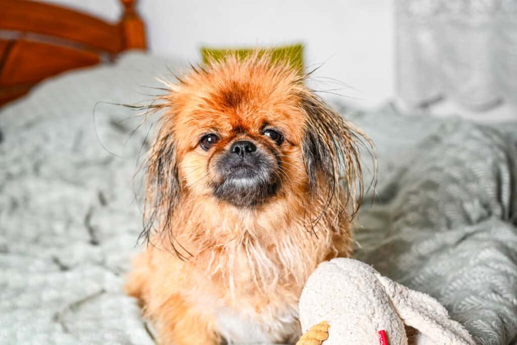 Emma after a bath looking slightly grumpy on the bed