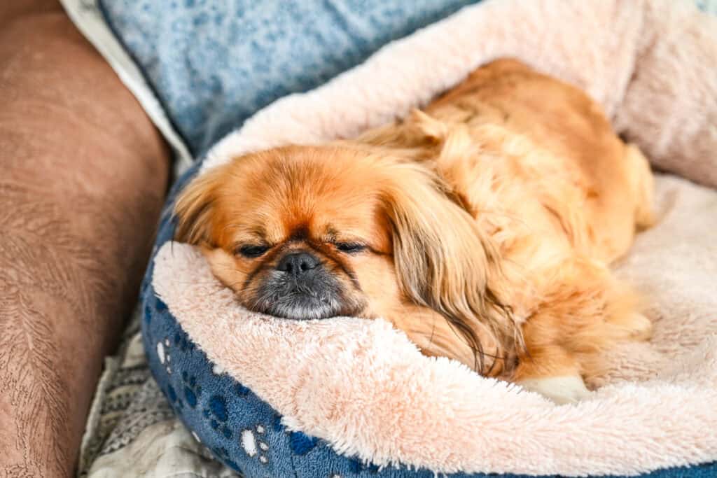 Emma the Pekingese dog sleeping peacefully in her blue paw-print bed while her owner cooks.