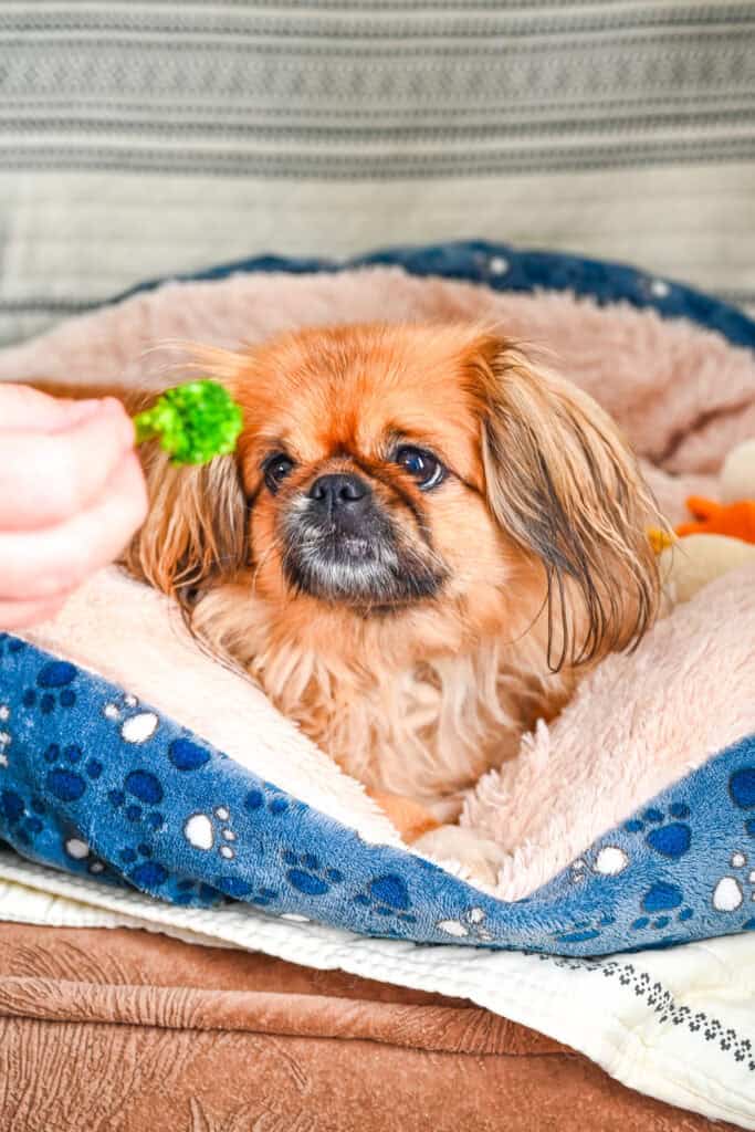 Emma sitting in her dog bed watching broccoli being held in front of her