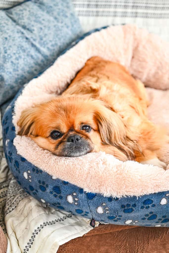 Emma lying calmly in her dog bed watching from the side