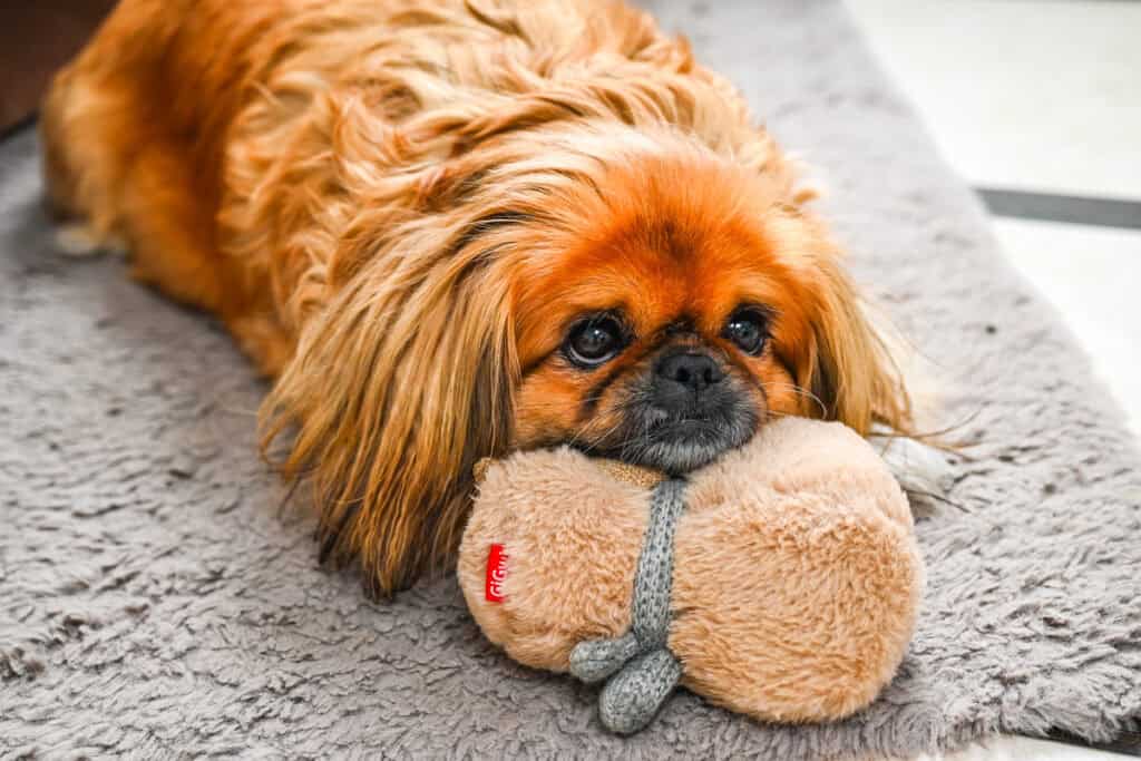 A long-haired Pekingese dog, named Emma, is lying on a soft grey rug with a sad expression, resting her chin on a fluffy beige toy with a grey tail. She is waiting patiently while her owner films a recipe for roasted cabbage.