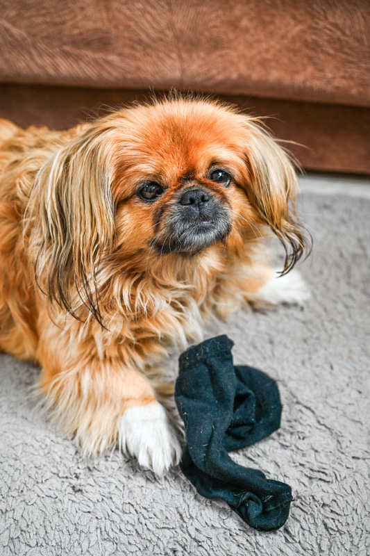 A Pekinese dog named Emma sitting innocently on a grey rug with a black used sock next to her.