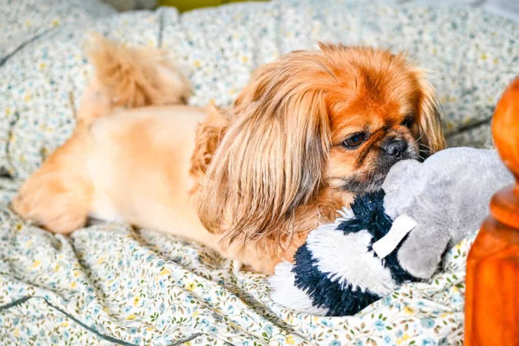 A cute light brown Pekingese dog named Emma lying on a floral blanket on the bed, holding and playing with her favorite plush toy.