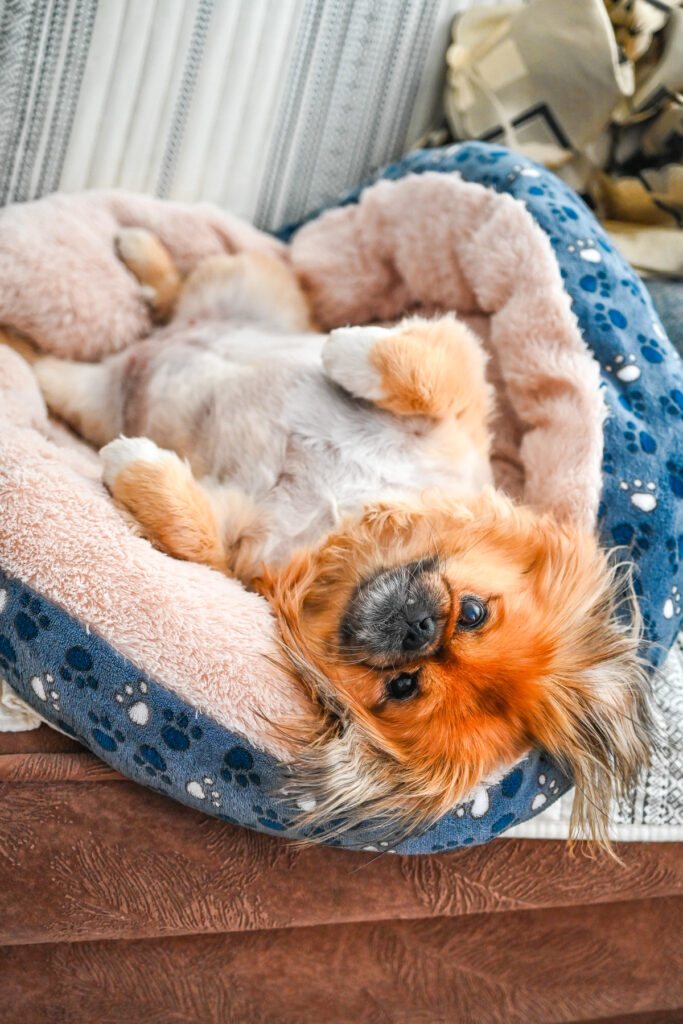 Cute reddish-brown Pekingese dog Emma lying on her back in a fuzzy blue and pink dog bed, relaxing with paws up.
