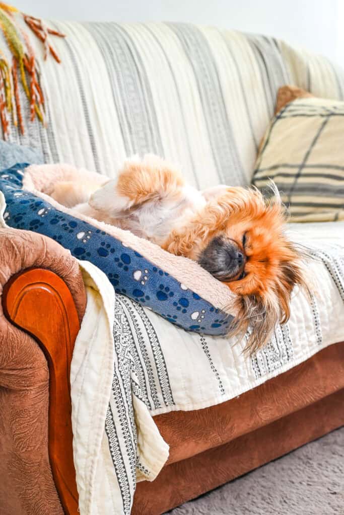 Emma sleeping upside down in her cozy dog bed on the couch.