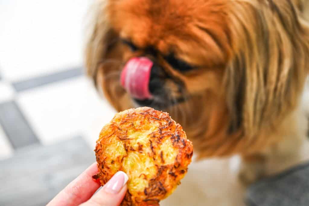 A hand holding a crispy golden cabbage fritter up to a cute fluffy dog licking its nose in the blurry background.