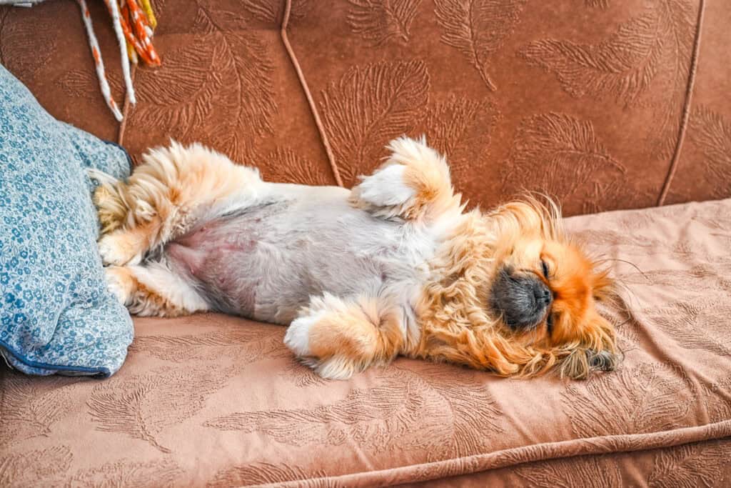 Emma lying on her back while waiting for pizza to bake