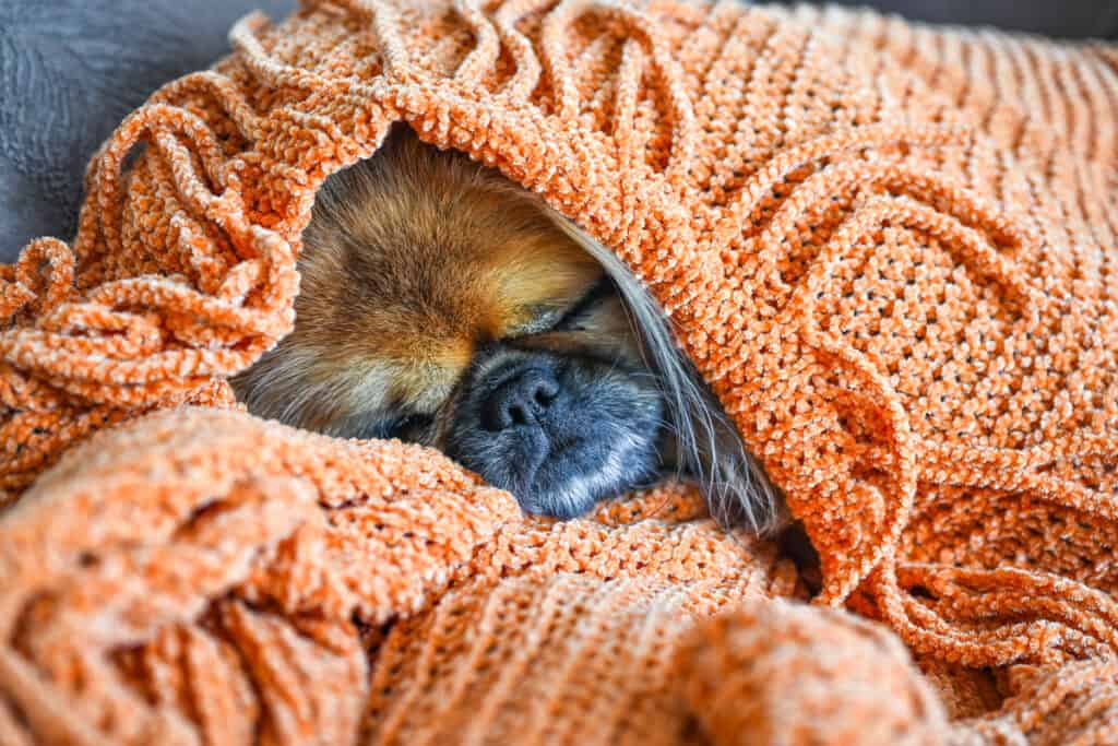 Emma curled up under a cozy orange fall blanket, sleeping peacefully.