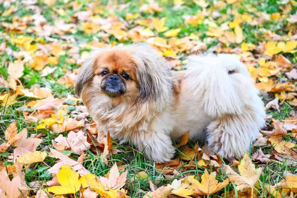 Emma sitting among colorful yellow and orange autumn leaves in the garden.